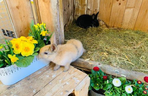 Naturhof Kluge - Foto 61