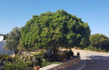 LOURANTIANIKA HOUSE - Foto 9