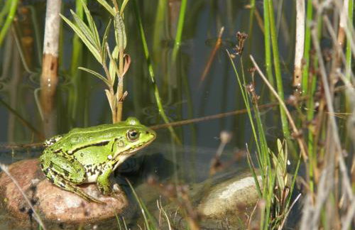 Kamienny Ogród Holiday Park - Foto 63