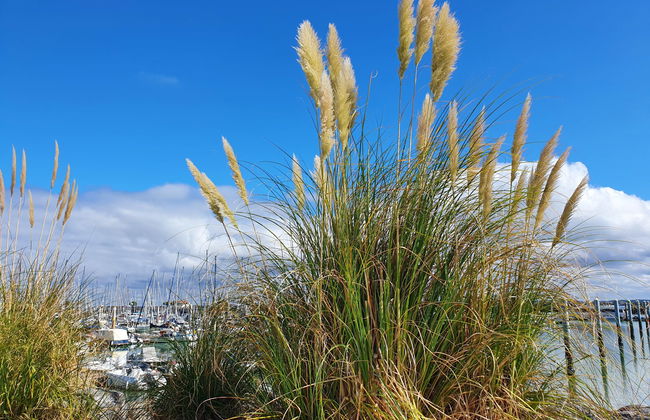 Les Alcyons T2 - Foto 24