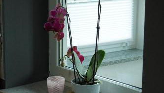 Kleines Paradies am Waldrand - Photo 5