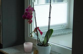 Kleines Paradies am Waldrand - Photo 5