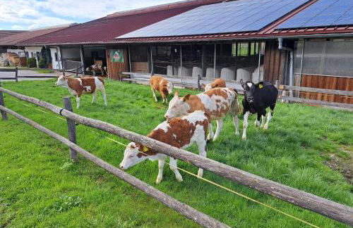 Beim Heiß'n - Photo 9