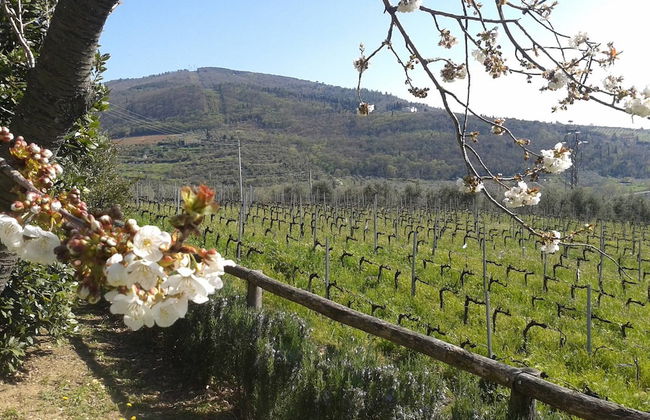 Agriturismo Poggiopiano - Photo 44