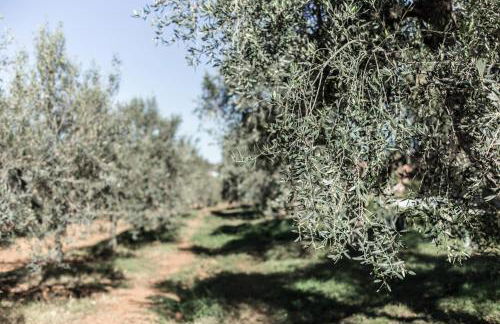 Agriturismo Podere L'Agave - Foto 24