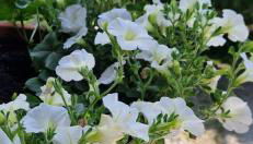 Apartment Ape Maja - Foto 2, Garden view