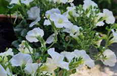 Apartment Ape Maja - Foto 2