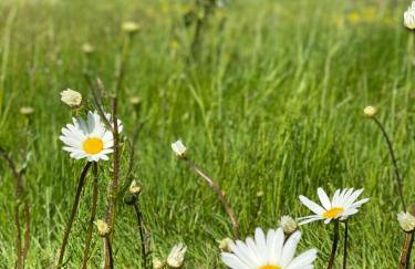 Aframe Tiny Home SILVA with private hot tub - Foto 17