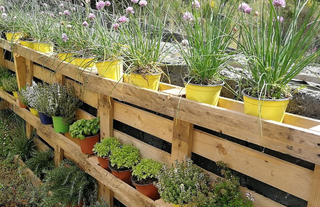 Viola nel Parco - Foto 75