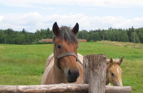 Wiejska Chata - Foto 48