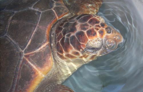 ROSA del SUD - Foto 6