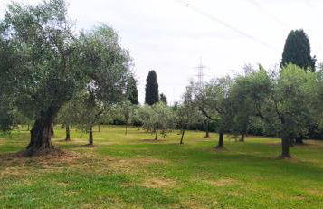 Casolare L'Antico Olivo - Foto 8