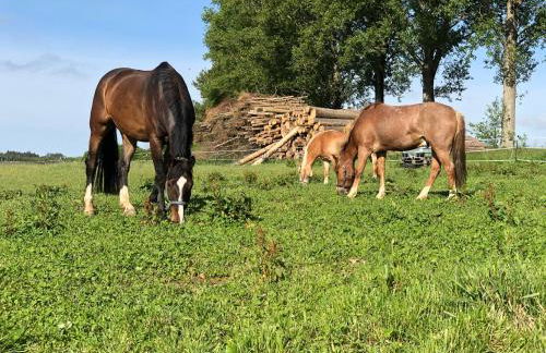 Bio Ferienhof Erzengel - Foto 28
