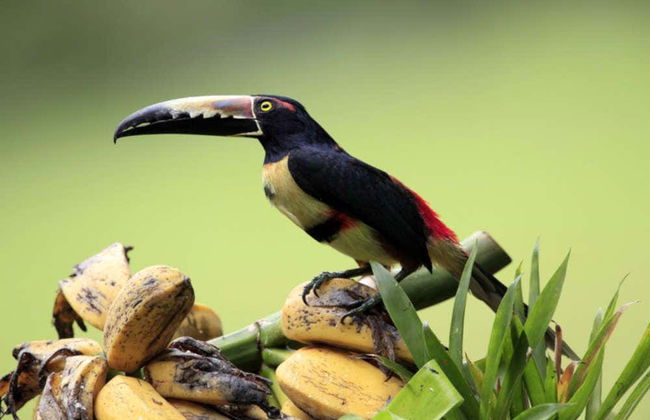 Circuito de 5, 7 o 9 días por Costa Rica - Foto 2