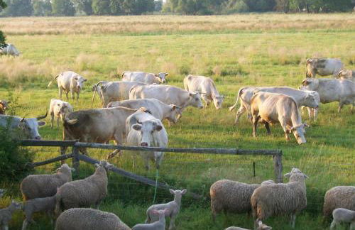 Ferienappartements Schweizer Haus - Foto 4