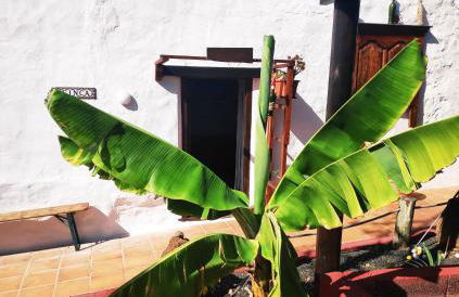 Finca Lucía - La Lava - Foto 31