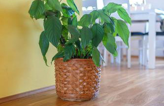 Apartman Skroza - Foto 12