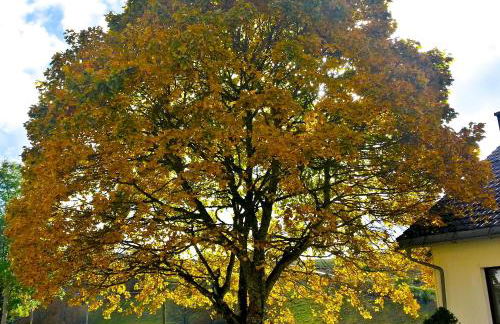 Outdoor & Relax Blackforest - Foto 44