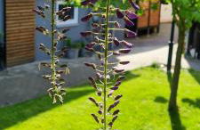 Apartment Rose - Foto 42