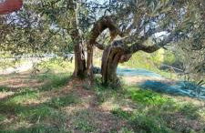 Agriturismo Montepugliano - Foto 44