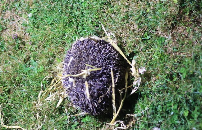 Fosfelle Glamping - Photo 28