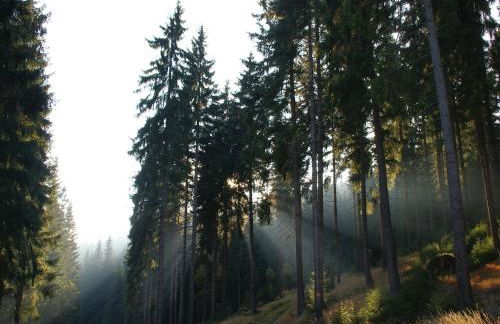 Ferienhaus in Rechenberg-bienemuehle - Foto 32