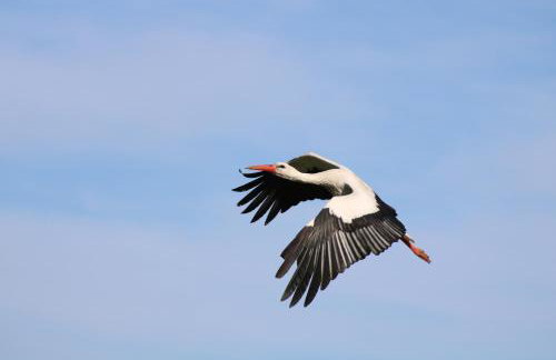 Chatka w lesie - Foto 45