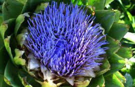 Agriturismo Fioredizucca - Foto 39