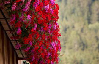 Kellnerhof - Foto 51