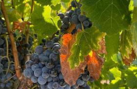 Gite les Oliviers - Le Domaine du Viticulteur - St Maurice d Ibie - Foto 47