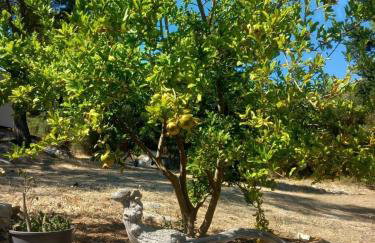 Seaside house for families with children Skrivena Luka, Lastovo - 24059 - Foto 14