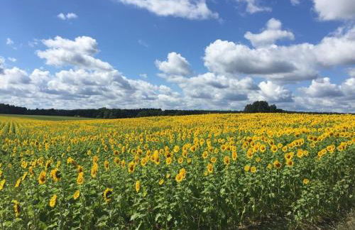 Hildchen Comfortable holiday residence - Foto 16