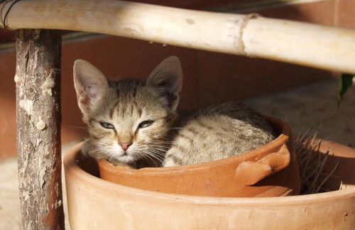 Agriturismo Poggio Ferrata - Foto 27