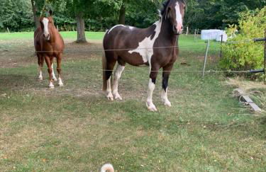 Gutshaus Schwarzenhof - Foto 34