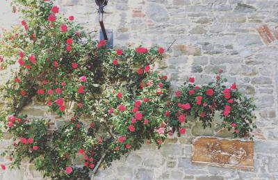 Agriturismo La Casina della Burraia - Foto 67