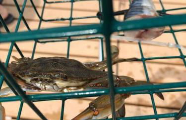 Cottage by the bay, sleeps 8 near Rehoboth beach - Foto 21