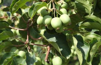 Quinta das Lavandeiras - Caldas de Vizela - Foto 5