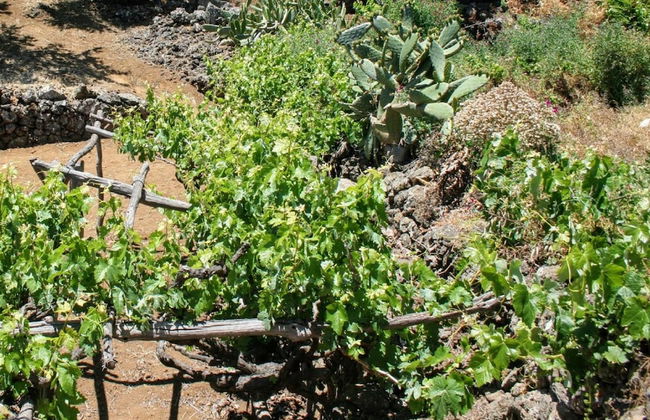 La Casa del Abuelito Julián en El Hierro - Foto 51