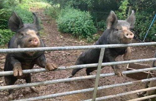 Detached Barn in Tamar Valley, EV charging included - Foto 28