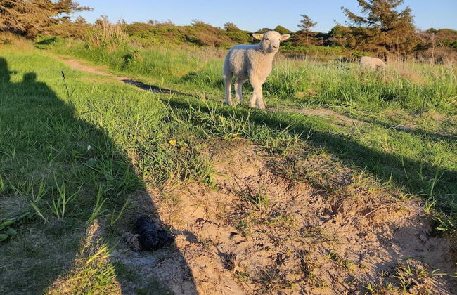 6 Person Holiday Home in Hjorring - Foto 7