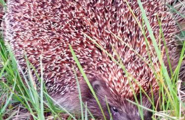 Agroturystyka Przy Siole Budy - Foto 11