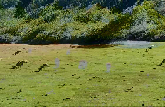 Esaki Farm Near El Bolson - Photo 46