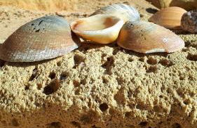 Olhos Do Mar Albufeira - Foto 19