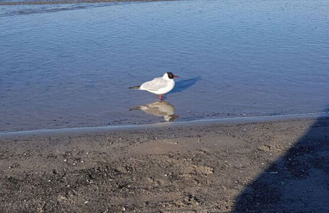 Dunes Resort Apartment 1.05 - Foto 21