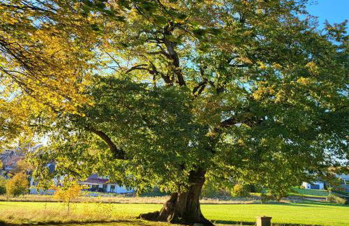 Sonnige Wohnung in Bad Driburg mit Garten - Foto 118