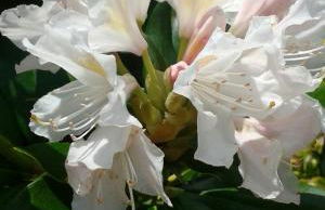 Odenwald Lounge im Naturpark Bergstraße-Odenwald - Photo 35