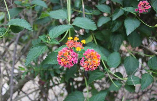 HOLIDAY HOME TORRE DELLE STELLE - Foto 46