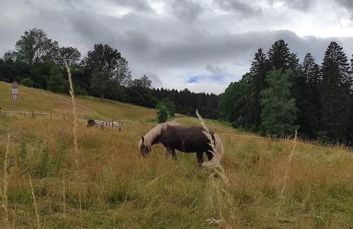 TOP Ferienhaus im Schwarzwald - Foto 15