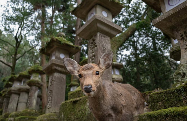 Visita guiada por Nara - Foto 3
