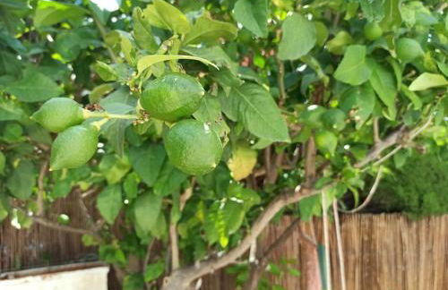 La Contentita de Finestrat - Foto 23